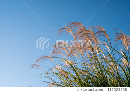 Autumn image: Japanese silver grass shining in the morning sun 115325398