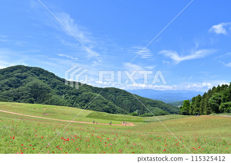 Scenery of Chichibu Plateau Ranch (Saitama Prefecture) Scenery of Chichibu Plateau Ranch (Saitama Prefecture) 115325412