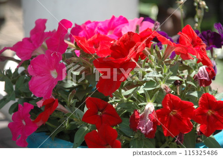Close-up of petunias in early summer Close-up of petunias in early summer 115325486