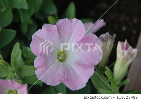 Close-up of petunias in early summer 115325489