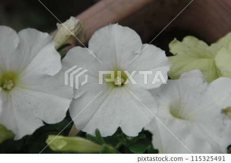 Close-up of petunias in early summer Close-up of petunias in early summer 115325491
