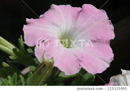 Close-up of petunias in early summer Close-up of petunias in early summer 115325495