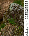 Groundcover plant, moss, thrives on bedrock outcrop 115325558