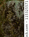 Groundcover plant, moss, thrives on bedrock outcrop 115325571