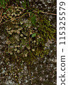 Groundcover plant, moss, thrives on bedrock outcrop 115325579