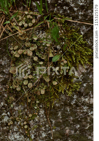Groundcover plant, moss, thrives on bedrock outcrop 115325579
