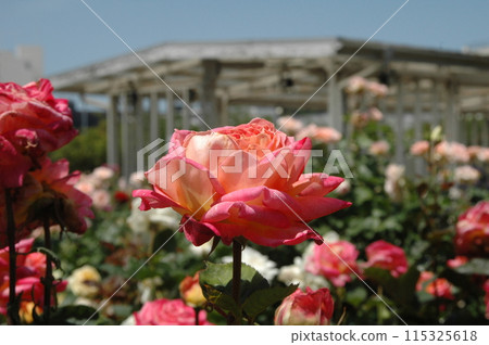 Close-up of flowers at Ofuna Flower Center in early summer Close-up of flowers at Ofuna Flower Center in early summer 115325618