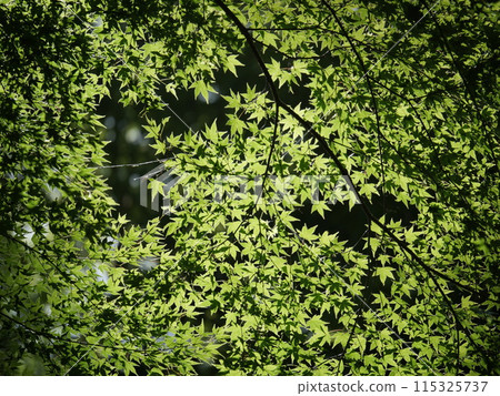 綠意盎然的愛知縣豐田市香蘭溪 115325737