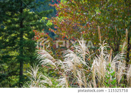 與Susuki的風景 115325758