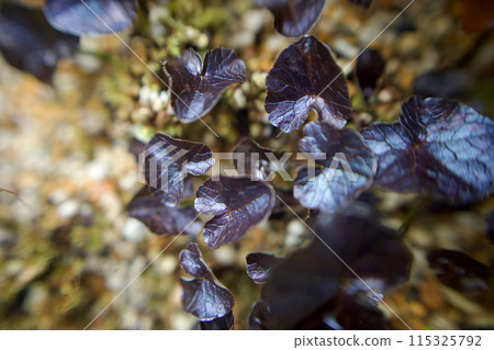 Marsh marigold. In spring, after the winter, we encounter the flowers of the marsh marigold, whose flower language is "the happiness of meeting you." Marsh marigold. In spring, after the winter, we encounter the flowers of the marsh marigold, whose flower language is "the happiness of meeting you." 115325792