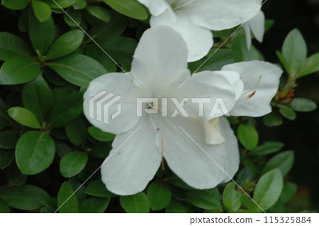 初夏橫濱北部的花朵特寫 115325884