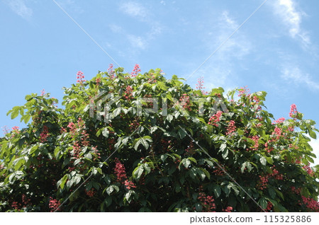 初夏橫濱北部的花朵特寫 115325886