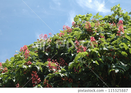 初夏橫濱北部的花朵特寫 115325887