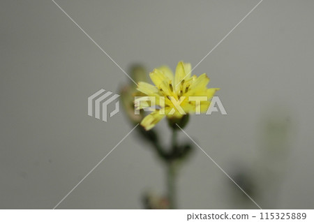 Close-up of flowers in northern Yokohama in early summer 115325889