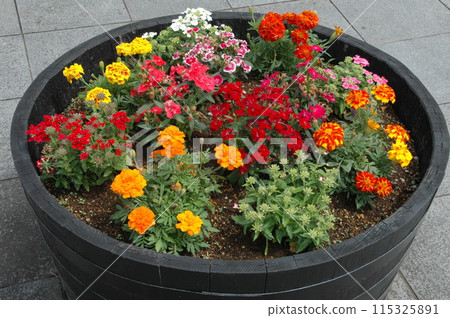 初夏橫濱北部的花朵特寫 初夏橫濱北部的花朵特寫 115325891