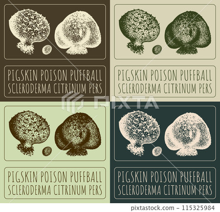 Set of vector drawing PIGSKIN POISON PUFFBALL in various colors. Hand drawn illustration. The Latin name is SCLERODERMA CITRINUM PERS. Set of vector drawing PIGSKIN POISON PUFFBALL in various colors. Hand drawn illustration. The Latin name is SCLERODERMA CITRINUM PERS. 115325984