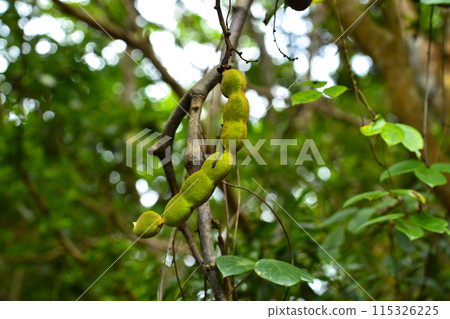 Irkanda Scabbard Irkanda Scabbard 115326225