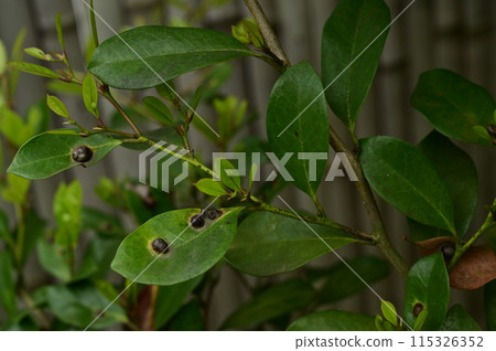 Distylium racemosum (Hamamelaceae) Evergreen tall tree Distylium racemosum (Hamamelaceae) Evergreen tall tree 115326352