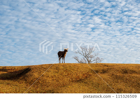 藍天白雲下，鹿在草地上行走 115326509