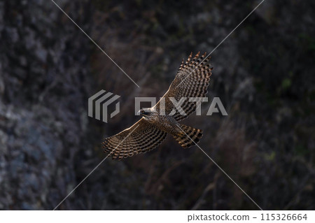 熊鷹B 熊鷹B 115326664