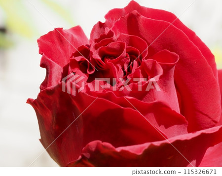 紅玫瑰花 紅玫瑰花 115326671