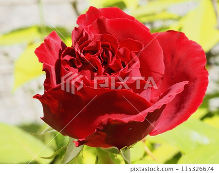 紅玫瑰花 紅玫瑰花 115326674