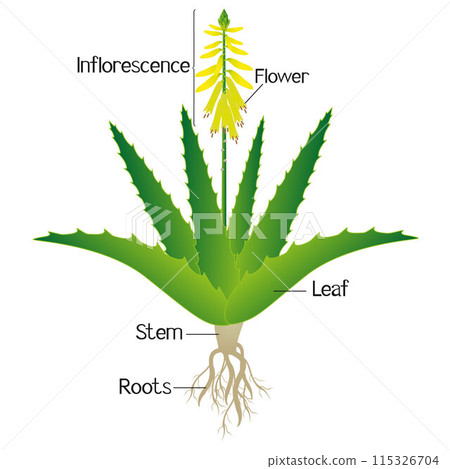 Parts of aloe vera plant on a white background. 115326704