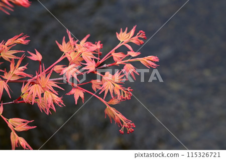 Autumn leaves and flowing water in early spring Autumn leaves and flowing water in early spring 115326721