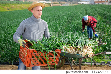 Man professional horticulturist holding crate with harvest green onion on plantation 115327155