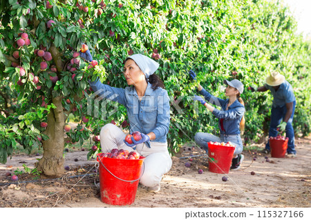 Three farmers collect ripe plums from a tree Three farmers collect ripe plums from a tree 115327166