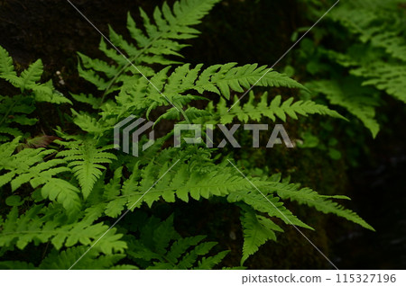 蕨類植物和冷水流 115327196