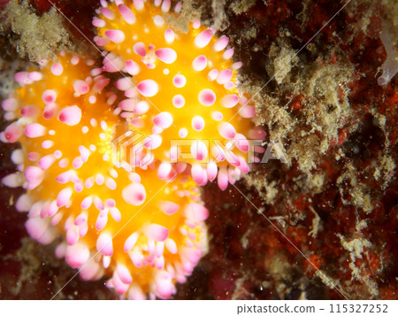 伊賀栗海蛞蝓互相依偎 伊賀栗海蛞蝓互相依偎 115327252