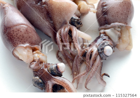 螢火蟲魷魚 115327564