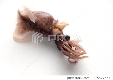 螢火蟲魷魚 115327565