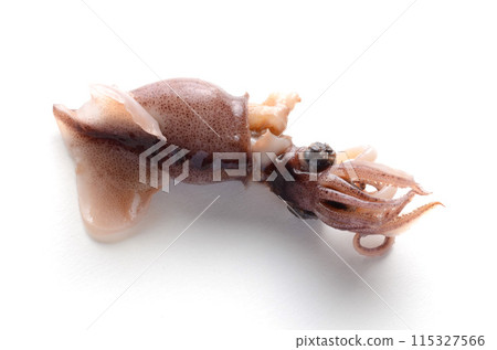 螢火蟲魷魚 115327566