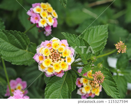 Lantana 115327594