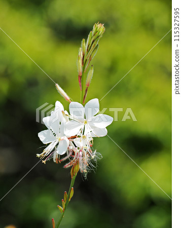 高拉楊梅 高拉楊梅 115327595