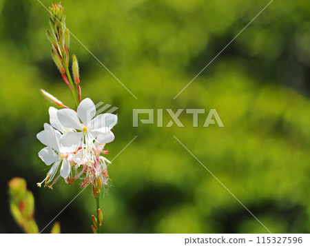 Gaura Bayberry 115327596