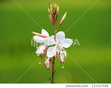 高拉楊梅 115327598