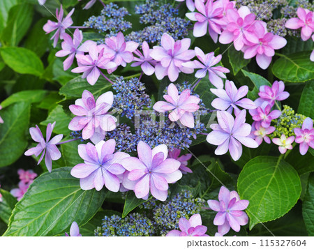繡球花派對 115327604