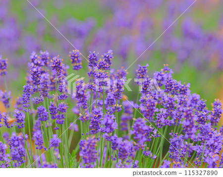 薰衣草包裹著春天的香氣 115327890