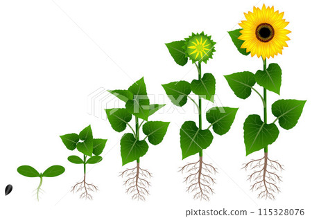 Growth stage of sunflower isolated on white background. Growth stage of sunflower isolated on white background. 115328076
