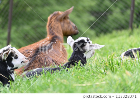 Cute baby goats and their mother (Yakushima goat) Chichibu Kogen Ranch, Sainokuni Fureai Ranch, Saitama Prefecture 115328371
