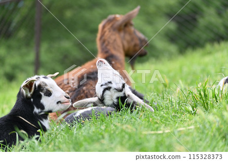 Cute baby goats and their mother (Yakushima goat) Chichibu Kogen Ranch, Sainokuni Fureai Ranch, Saitama Prefecture 115328373