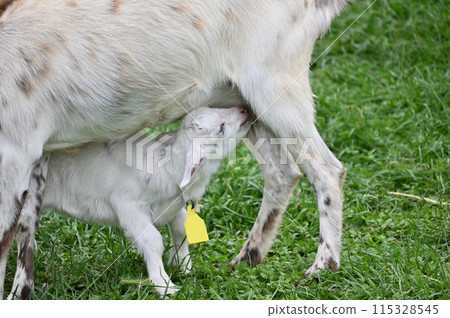 Baby goat drinking milk (Yakushima goat) Chichibu Kogen Ranch, Sainokuni Fureai Ranch, Saitama Prefecture Baby goat drinking milk (Yakushima goat) Chichibu Kogen Ranch, Sainokuni Fureai Ranch, Saitama Prefecture 115328545