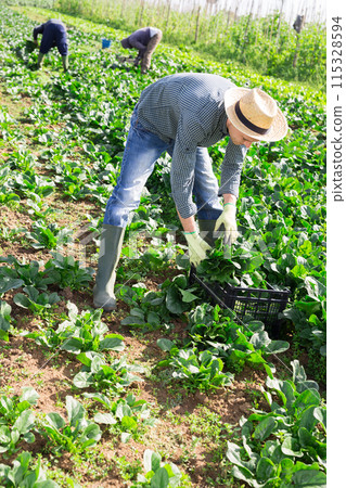 Male farmer harvests chard on the field and puts in plastic box for sale in market Male farmer harvests chard on the field and puts in plastic box for sale in market 115328594
