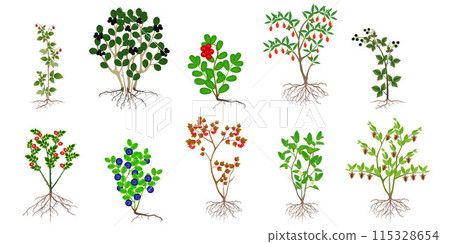 Set of bushes with berries on a white background. Set of bushes with berries on a white background. 115328654