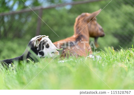 小山羊和母山羊（屋久島山羊）秩父高原農場/西國交流農場/埼玉縣 115328767