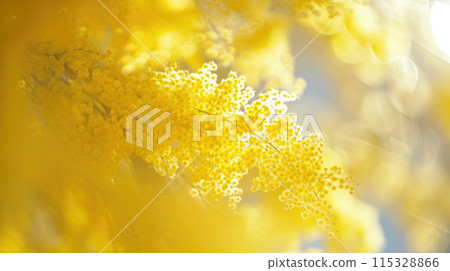 Mimosa flowers sunlight background, spring International Womens Day, March 8th 115328866