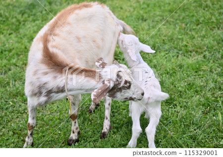 Baby goat cuddling with its mother (Yakushima goat) Chichibu Kogen Ranch, Sainokuni Fureai Ranch, Saitama Prefecture 115329001